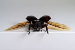 HDT1010661S80c-80-Xylotrupes-gideon