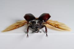HDT1010741S80c-80-Xylotrupes-gideon