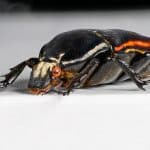 Foto Mecynorhina torquata ugandensis