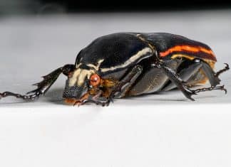 Foto Mecynorhina torquata ugandensis