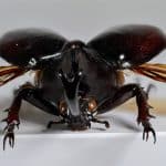 Foto Xylotrupes gideon