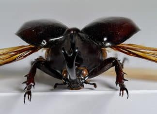 Foto Xylotrupes gideon