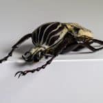 Foto Goliathus albosignatus