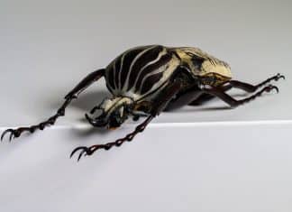 Foto Goliathus albosignatus