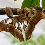 Fotospot Schmetterlingshaus im Maximilianpark