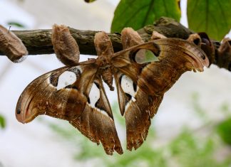 Fotospot Schmetterlingshaus im Maximilianpark
