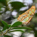 Fotospot Schmetterlingshaus Emsflower