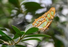 Fotospot Schmetterlingshaus Emsflower