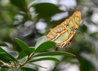 Fotospot Schmetterlingshaus Emsflower